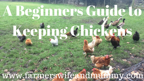 A beginners guide to chicken keeping