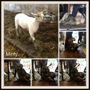 .minty Collage