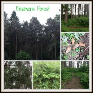 forest Collage