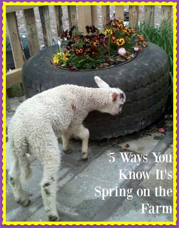 Five Ways You Know It’s Spring on the Farm