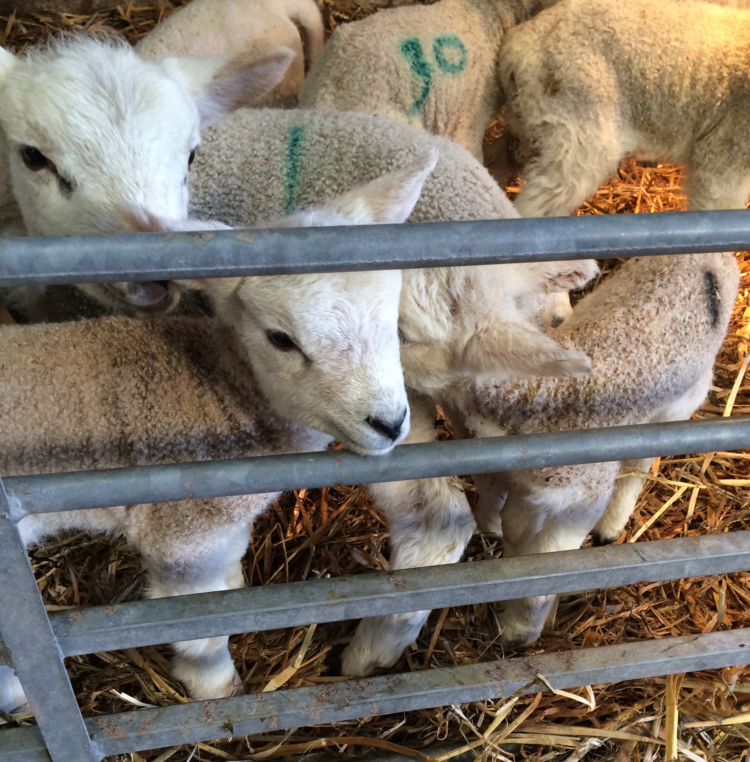 Make Sure Ewe Celebrate British Lamb Week 2016