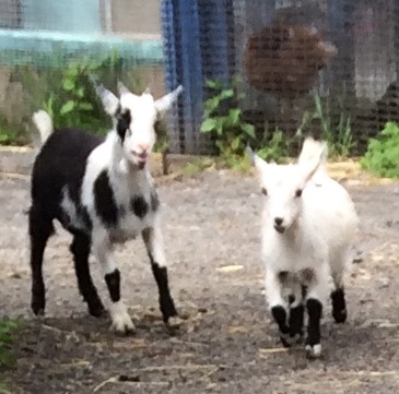 Our New Baby Goats