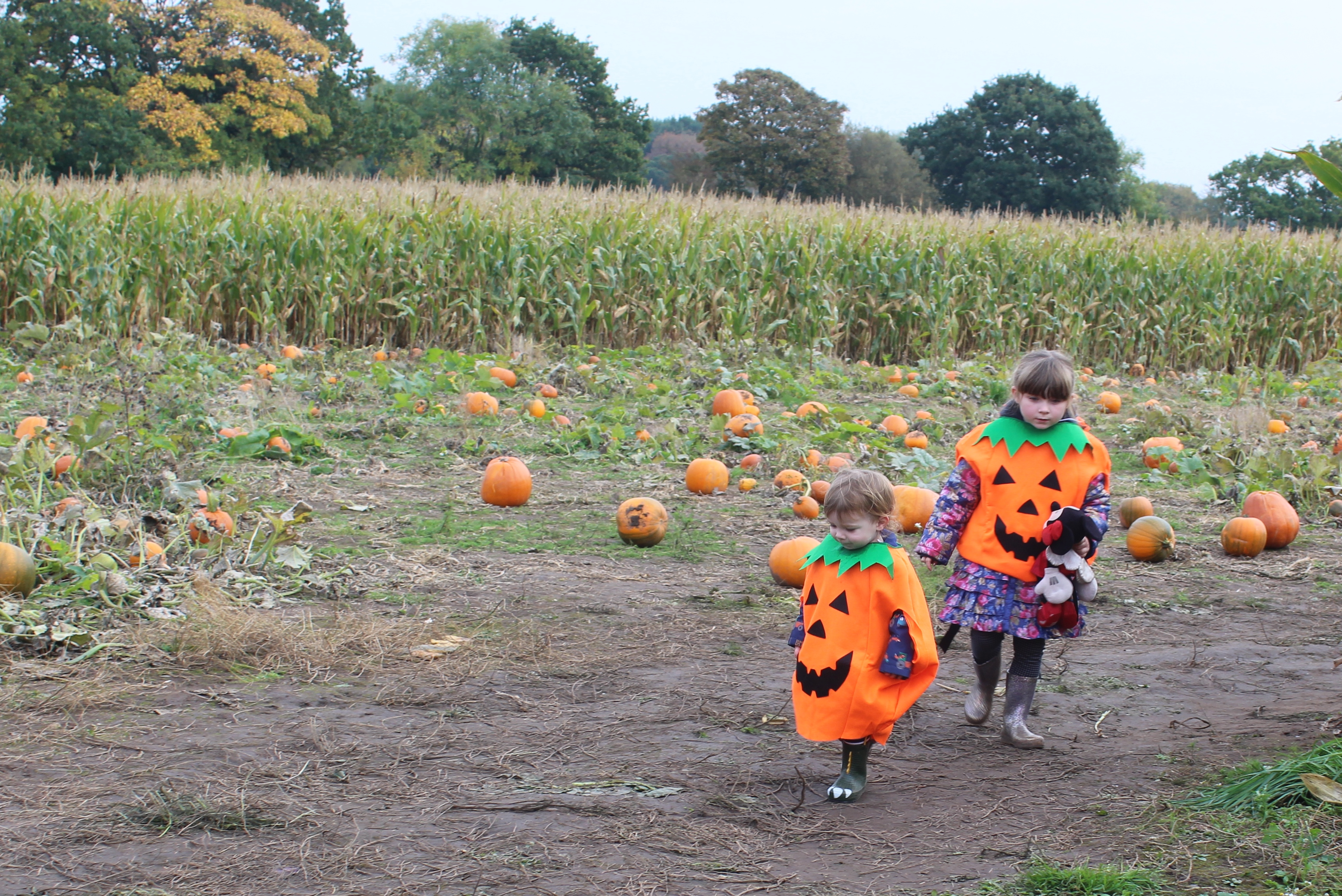 Pumpkin Picking with my little Pumpkins