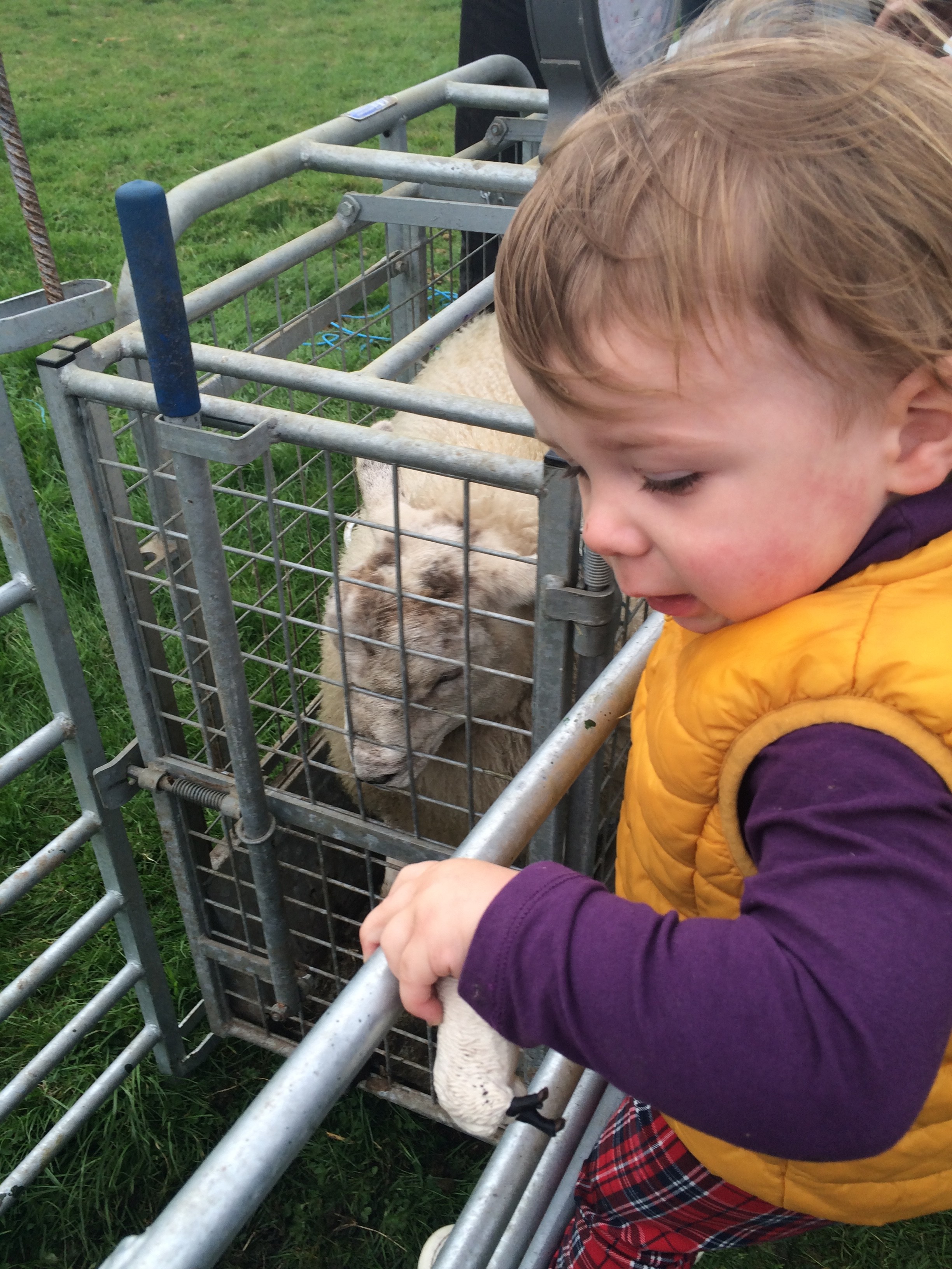 Weighing Sheep For Market, It’s a Family Affair