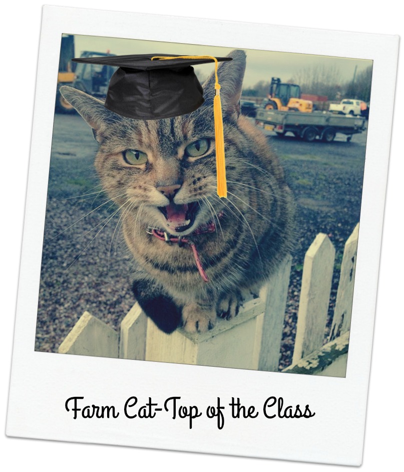 Whiska’s Farm Cats are Top of the Class on the Outdoor Campus