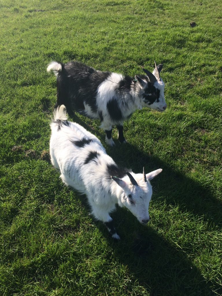 A Whole Year With Pygmy Goats