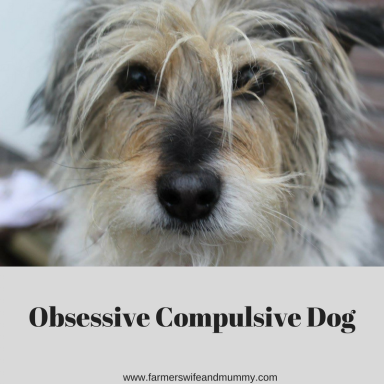 Obsessive Compulsive Dog