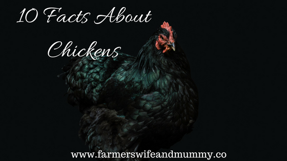 10 Facts About Chickens