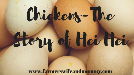 Chickens-The Story of Hei Hei