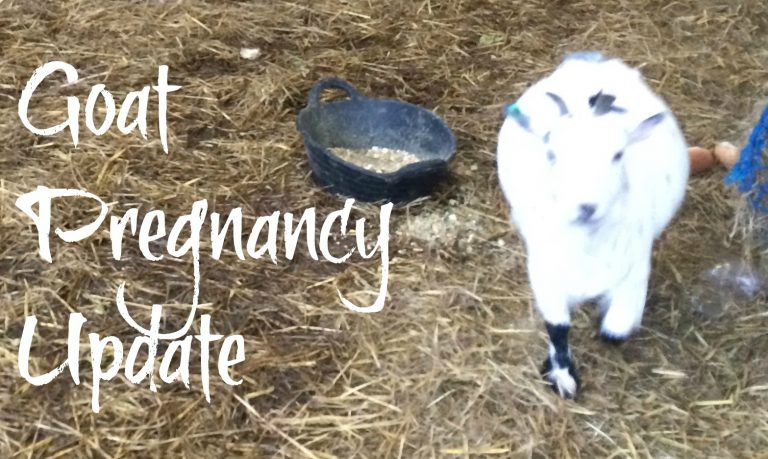 Goat Pregnancy Update