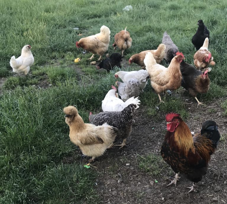 A Guide to Keeping Chickens Part 5-The Bad Bits