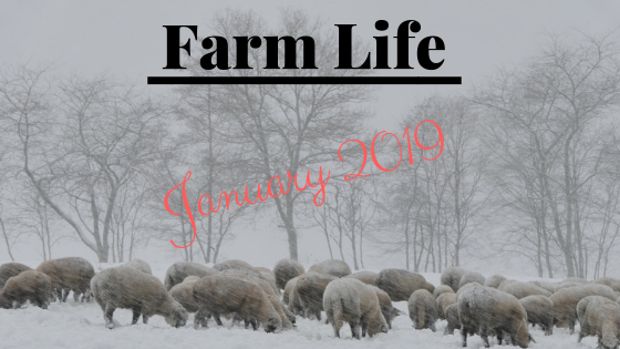 Farm Life-January 2019