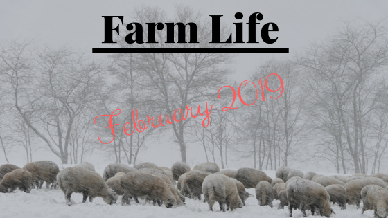 Farm Life February 2019