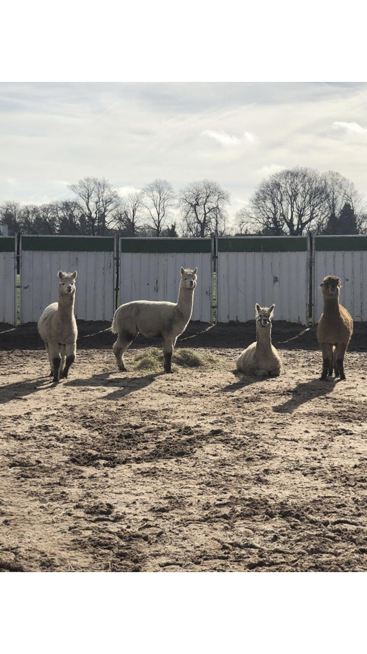 Introducing Our New Alpacas