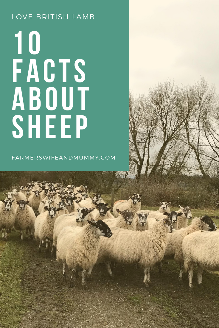 10 Facts About Sheep