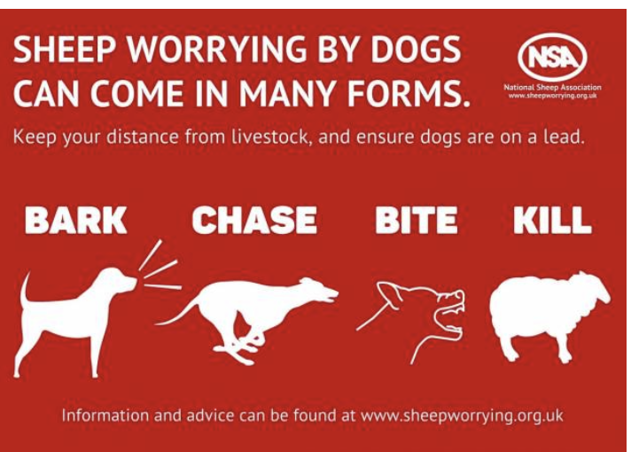 Why You Must Keep Your Dogs on a Lead in the Countryside  